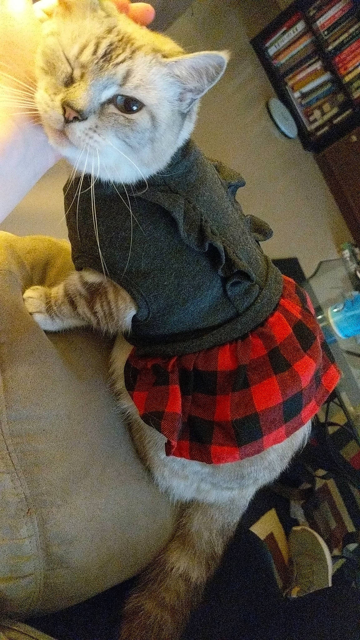 Kiki is registered to the contest to win money with this photo: asian, carnivore, cat, design, dog_clothes, domestic_short_haired_cat, european_shorthair, fawn, felidae, fur, german_rex, kitten, mammal, pattern, plaid, small_to_medium_sized_cats, tail, whiskers