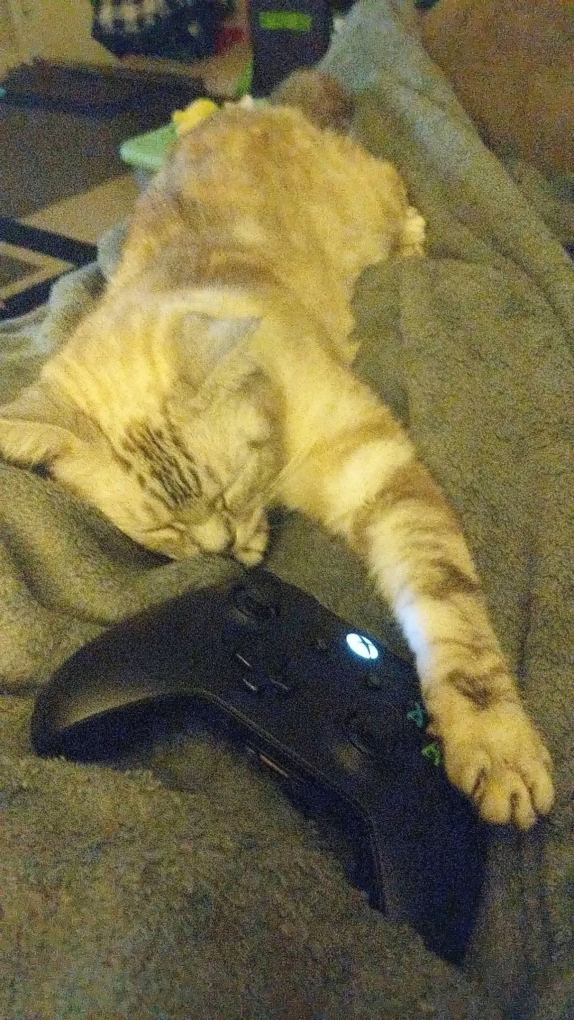 Kiki is registered to the contest to win money with this photo: carnivore, cat, claw, domestic_short_haired_cat, european_shorthair, fawn, felidae, fur, kitten, paw, polydactyl_cat, small_to_medium_sized_cats, tail, whiskers