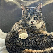 Gordo is registered to the contest to win money with this photo: cat, tabby, pet, animal, feline, fur, whiskers, paw, relaxed, indoor, blanket, couch, cozy, sleepy, cute, domestic, resting, closeup, mammal, housepet