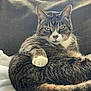 cat, tabby, pet, animal, feline, fur, whiskers, paw, relaxed, indoor, blanket, couch, cozy, sleepy, cute, domestic, resting, closeup, mammal, housepet