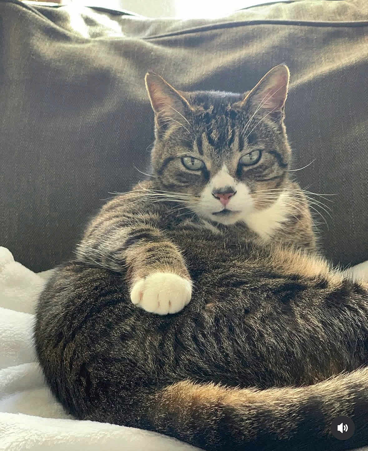 Gordo is registered to the contest to win money with this photo: cat, tabby, pet, animal, feline, fur, whiskers, paw, relaxed, indoor, blanket, couch, cozy, sleepy, cute, domestic, resting, closeup, mammal, housepet