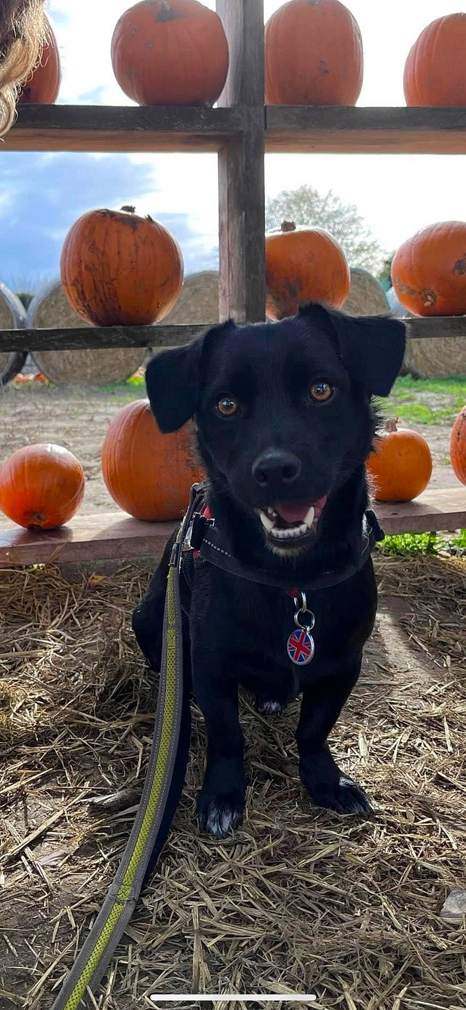 Logan is registered to the contest to win money with this photo: calabaza, carnivore, collar, companion_dog, cucurbita, dog, dog_breed, dog_collar, fawn, gourd, grass, personal_protective_equipment, plant, pumpkin, sky, snout, squash, vegetable, winter_squash, working_animal
