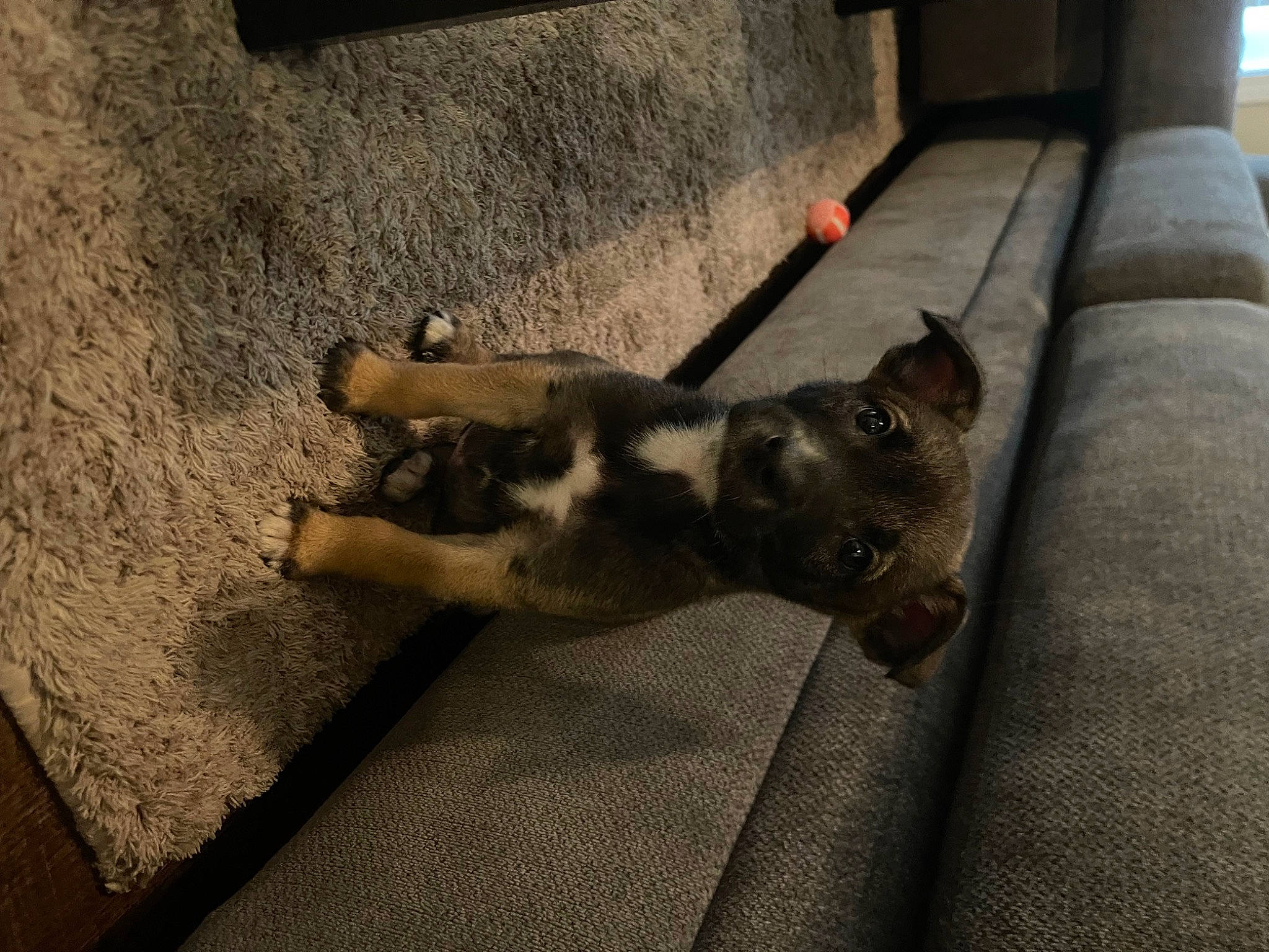 Oakley is registered to the contest to win money with this photo: carnivore, companion_dog, dog, dog_breed, felidae, floor, flooring, fur, grey, hardwood, paw, road_surface, shadow, small_to_medium_sized_cats, street_dog, tail, terrestrial_animal, tints_and_shades, wood, working_animal