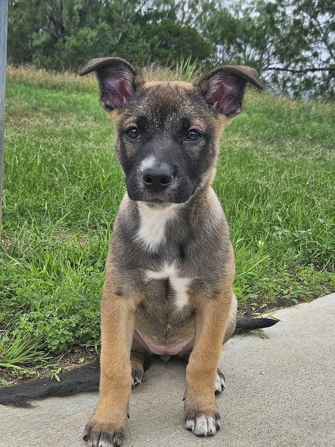 Oakley is registered to the contest to win money with this photo: art, canidae, carnivore, collar, companion_dog, dog, dog_breed, dog_collar, eye, fawn, grass, plant, snout, sporting_group, street_dog, terrestrial_animal, tree, whiskers, working_animal