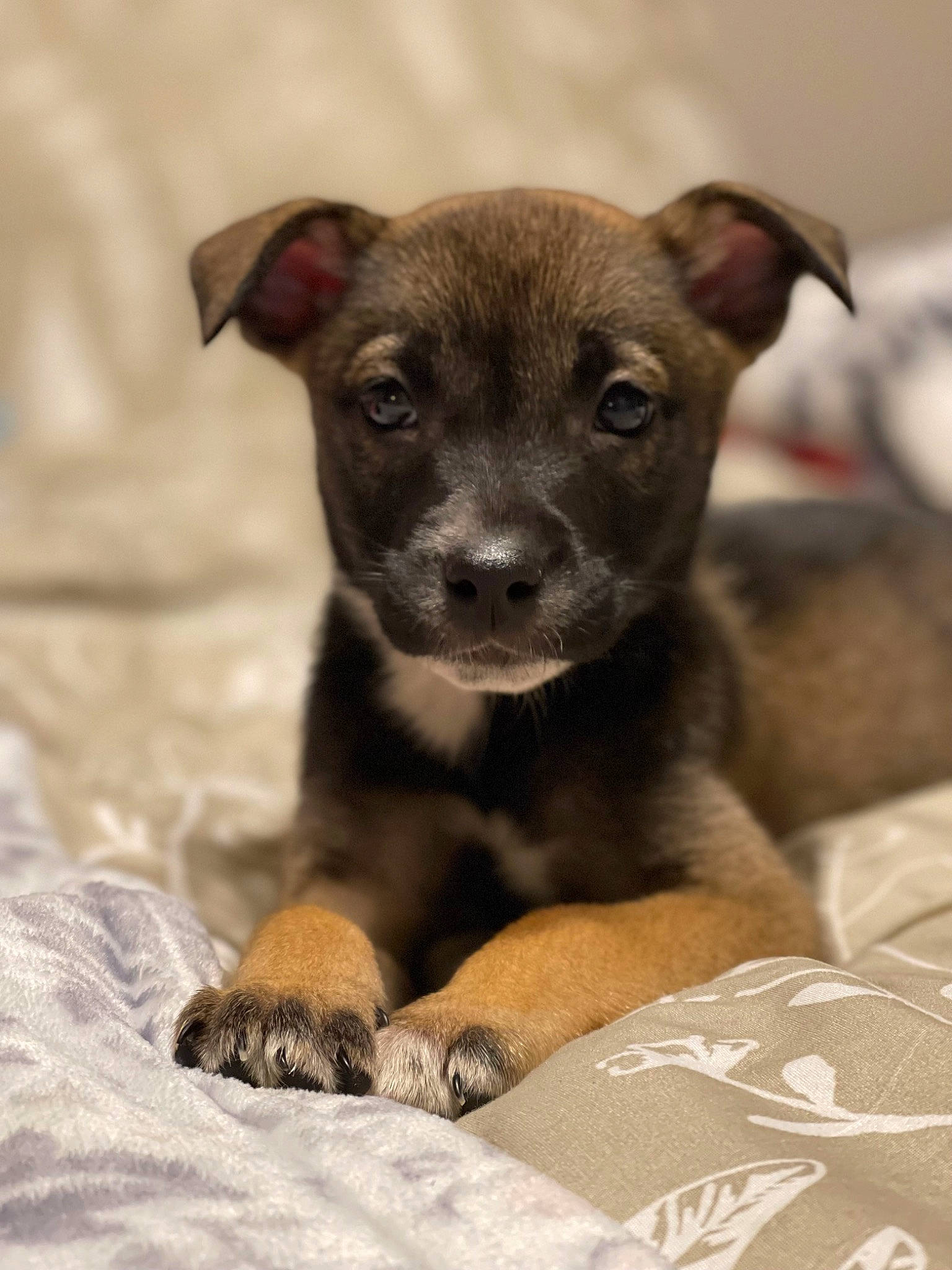 Oakley is registered to the contest to win money with this photo: canidae, carnivore, chihuahua, comfort, companion_dog, dog, dog_breed, fawn, fur, plant, puppy, snout, sporting_group, terrestrial_animal, toy_dog, whiskers, working_animal