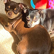 Shaddow joined the competition — help win amazing prizes! dog, small_dog, puppy, snuggling, carpet, sunlight, indoor, pet, cute, animal, resting, toys, colorful, fur, ears, eyes, companion, cozy, relaxed, home