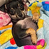 Shaddow is registered to the contest to win money with this photo: dog, puppy, blanket, colorful, cozy, cute, pet, fur, animal, resting, indoors, small, paw, ears, face, snout, relaxed, soft, comfort, lying_down