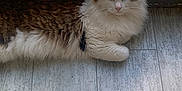 Eragon participe au concours pour gagner de l'argent avec cette photo : animal, brown_and_white, cat, cozy, domestic_animal, feline, floor, fluffy, green_eyes, home, indoor, long_hair, looking_at_camera, lounging, natural_light, pet, quiet, relaxed, window, wooden_floor