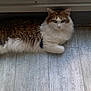 animal, brown_and_white, cat, cozy, domestic_animal, feline, floor, fluffy, green_eyes, home, indoor, long_hair, looking_at_camera, lounging, natural_light, pet, quiet, relaxed, window, wooden_floor