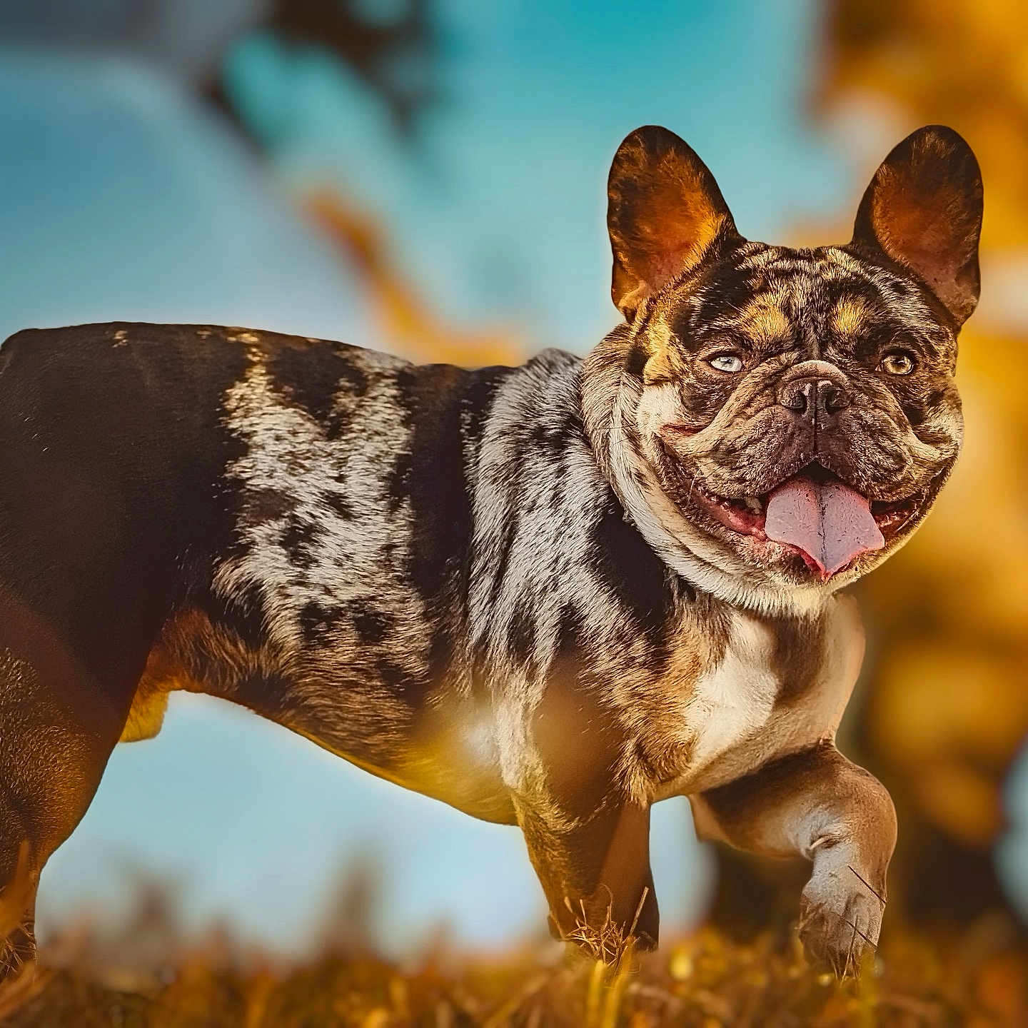 Mako joined the competition — help win amazing prizes! animal, bulldog, canine, dog, frenchbulldog, pet, pitbull, pug, puppy