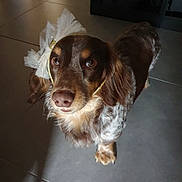 Charlie participe au concours pour gagner de l'argent avec cette photo : animal, brown, canine, curious, cute, decorative_accessory, dog, domestic_animal, floor, fluffy, indoor, long_ears, looking_up, pet, portrait, shadow, soft_light, tile_floor, tulle_bow, white