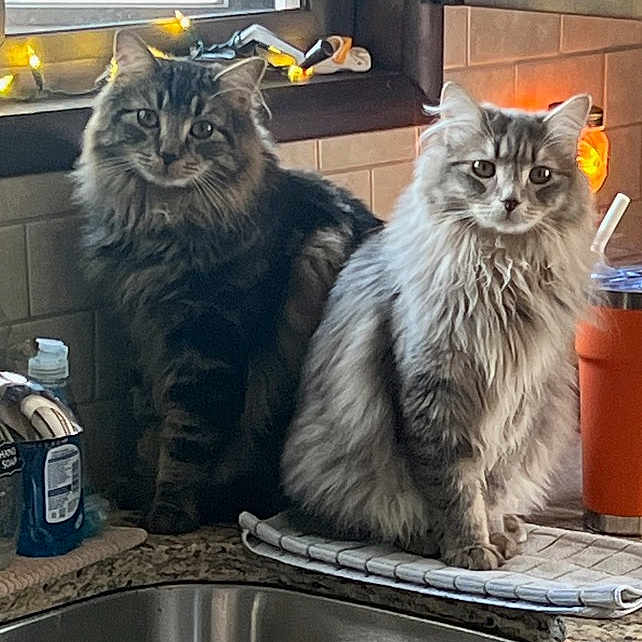 Daisy And Miso is registered to the contest to win money with this photo: animal, cat, cats, counter, cozy, curious, domestic, feline, fur, home, indoor, kitchen, light, mammal, orange_cup, pet, sink, tile, two_animals, window