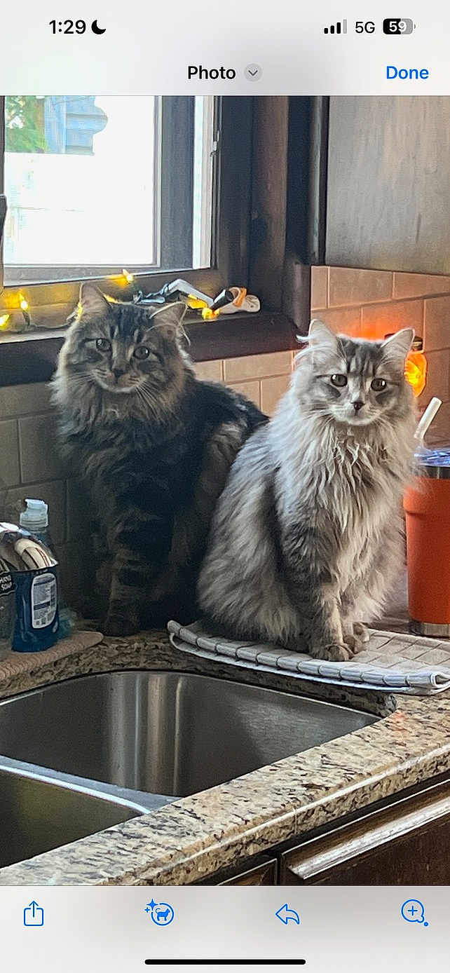 Daisy And Miso is registered to the contest to win money with this photo: animal, cat, cats, counter, cozy, curious, domestic, feline, fur, home, indoor, kitchen, light, mammal, orange_cup, pet, sink, tile, two_animals, window