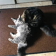 Daisy And Miso is registered to the contest to win money with this photo: animal, brown_rug, cat, cats, companion, cuddle, cute, domestic_animal, feline, floor, fluffy, fur, grooming, indoor, kitchen, pet, relaxing, rug, sleeping, tail