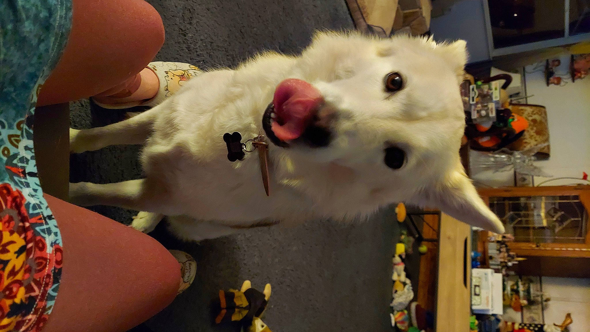 Periwinkle is registered to the contest to win money with this photo: canidae, collar, companion_dog, dog_breed, event, felidae, fur, non_sporting_group, plush, polar_bear, snout, stuffed_toy, toy, whiskers, working_animal