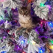 Amity joined the competition — help win amazing prizes! accessories, animal, cat, christmas, christmasdecorations, christmastree, face, festival, glitter, ice, kitten, lighting, manx, ornament, outdoors, pet, plant, purple, tree, vegetation