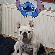 Mia a rejoint le concours — aidez-le/la à gagner de superbes lots ! animal, blanket, cartoon, companion, cozy, cute, dog, ears, expression, floor, french_bulldog, fur, home, indoor, paw, pet, radiator, resting, stitch, white_dog