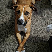 Max joined the competition — help win amazing prizes! dog, carpet, brown, white_paws, crossed_paws, pet, animal, indoor, looking_up, ears, snout, fur, collar, shadow, floor, cute, domestic, relaxed, canine, laying_down