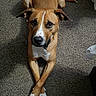 dog, carpet, brown, white_paws, crossed_paws, pet, animal, indoor, looking_up, ears, snout, fur, collar, shadow, floor, cute, domestic, relaxed, canine, laying_down