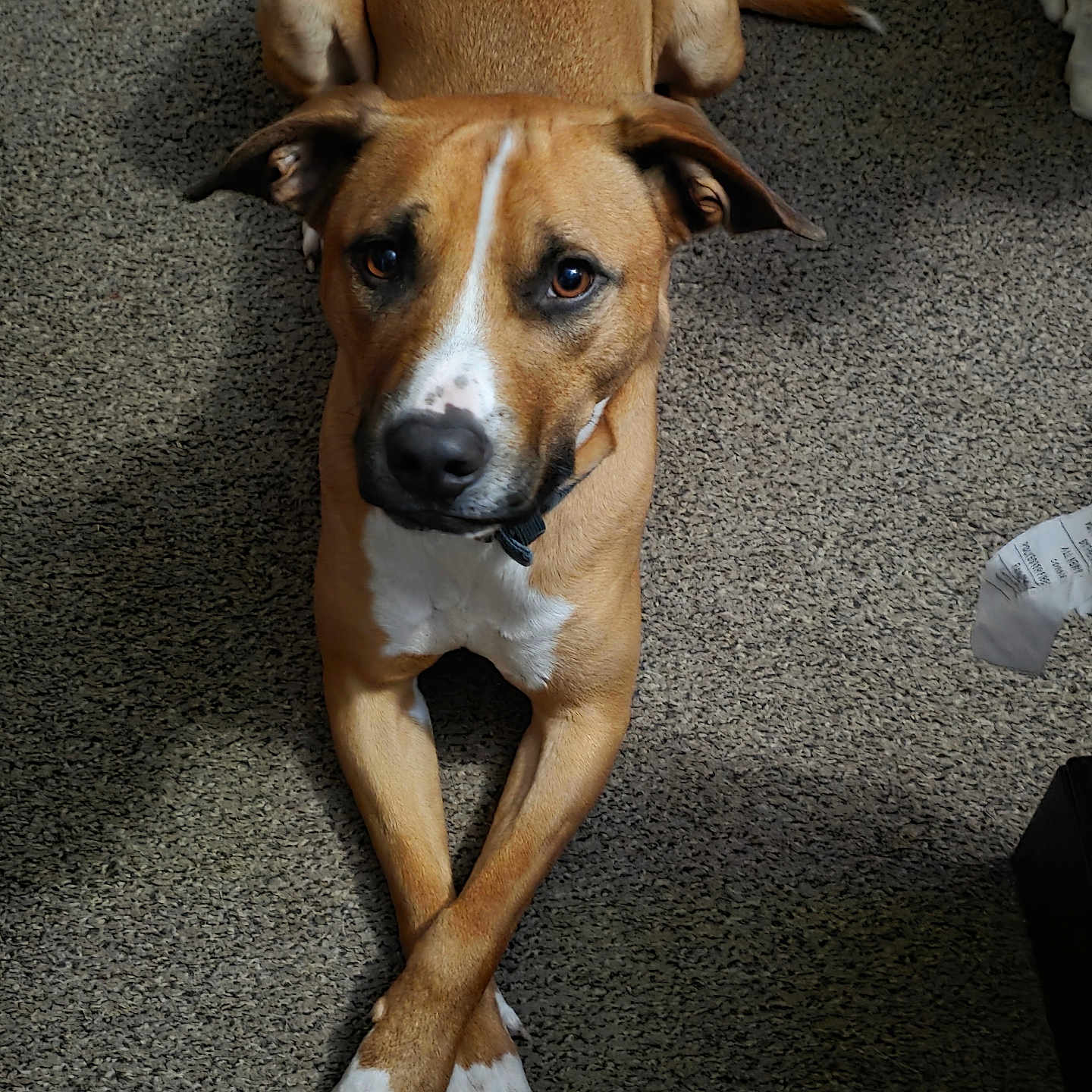 Max joined the competition — help win amazing prizes! dog, carpet, brown, white_paws, crossed_paws, pet, animal, indoor, looking_up, ears, snout, fur, collar, shadow, floor, cute, domestic, relaxed, canine, laying_down