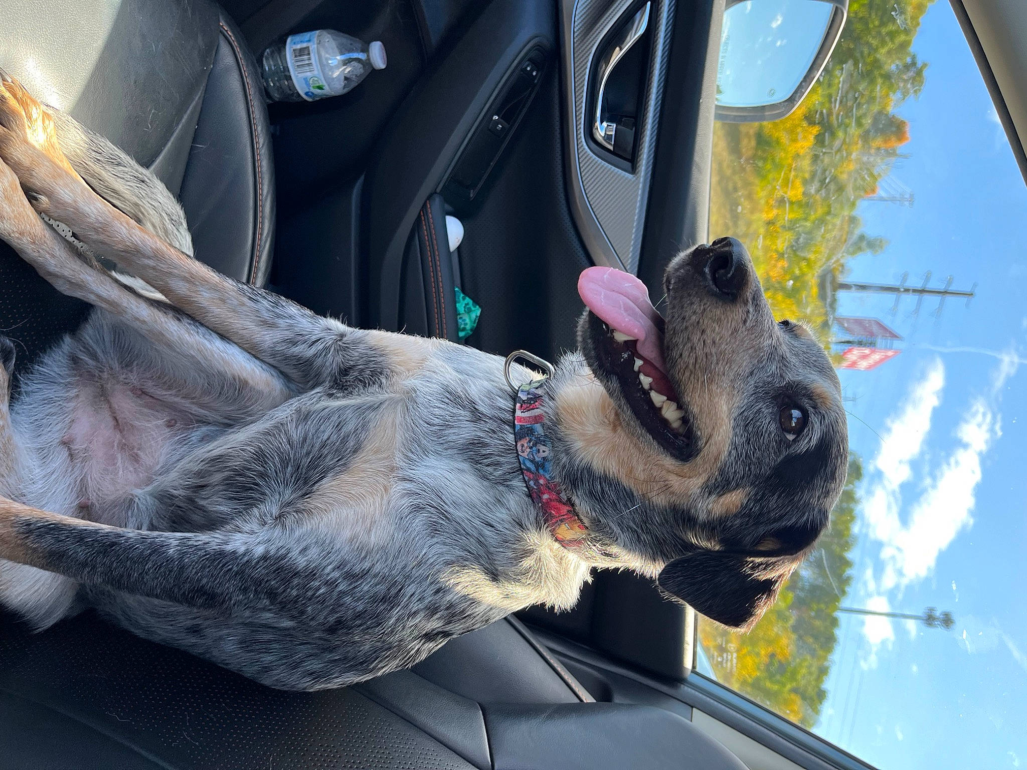 Lola is registered to the contest to win money with this photo: auto_part, automotive_tire, car, carnivore, cloud, collar, dog, dog_breed, fawn, motor_vehicle, plant, sky, snout, steering_wheel, tire, tree, vehicle, vehicle_door, window, working_animal