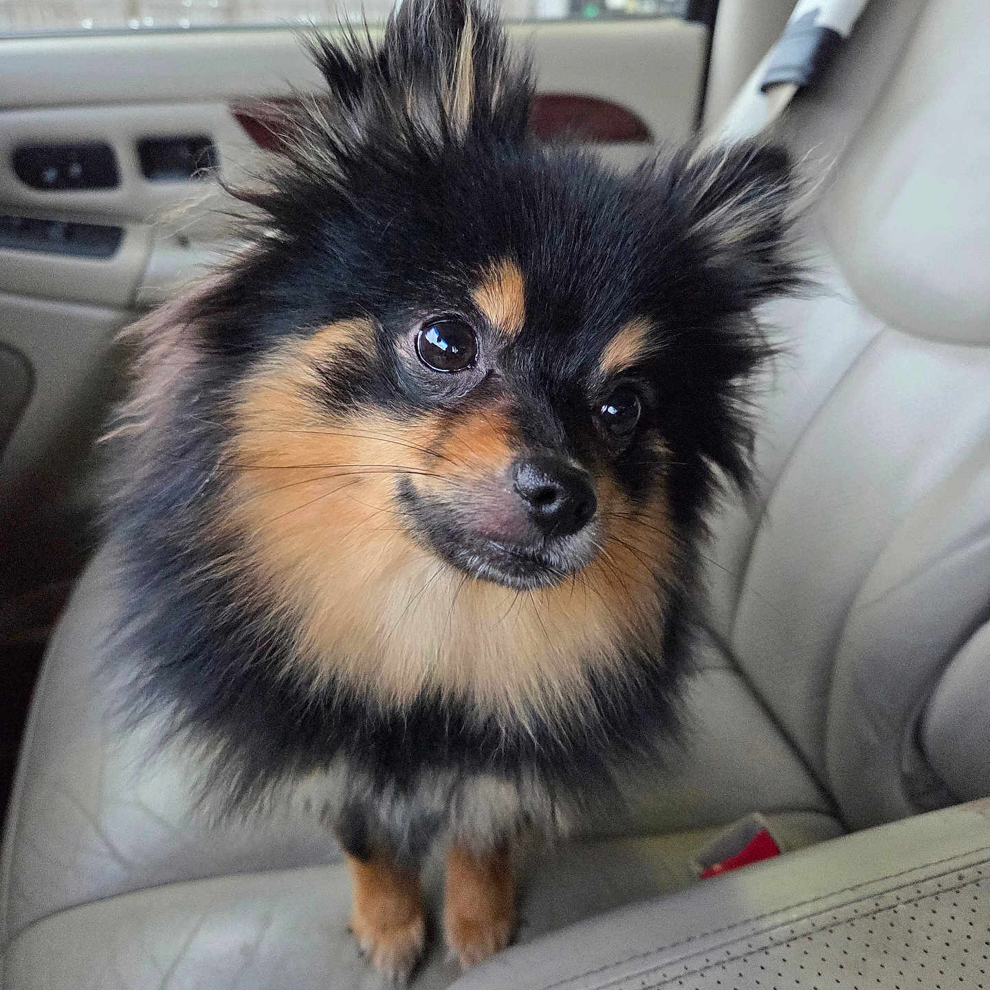 Mia is registered to the contest to win money with this photo: animal, car_interior, close_up, cute, dog, domestic_animal, door, fluffy, fur, head_tilt, leather_seat, natural_light, pet, pomeranian, portrait, seatbelt, sitting, vehicle, wide_eyes, window