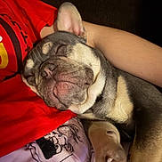 Milo joined the competition — help win amazing prizes! dog, sleeping, nap, cozy, pet, puppy, fur, relaxed, indoor, person, arm, clothing, red_shirt, patterned_fabric, cute, snuggle, rest, closeup, companion, comfort