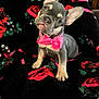 Milo is registered to the contest to win money with this photo: puppy, french_bulldog, dog, bowtie, pink, black_blanket, red_roses, pet, cute, small_dog, indoor, animal, portrait, head_tilt, fur, ears, paw, sitting, adorable, closeup