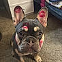 Milo is registered to the contest to win money with this photo: dog, french_bulldog, puppy, indoor, carpet, ears, eyes, face, kiss_marks, lipstick, pet, cute, animal, sitting, household, blanket, furniture, adorable, closeup, portrait