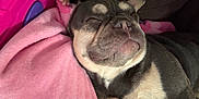 Milo joined the competition — help win amazing prizes! dog, french_bulldog, sleeping, blanket, pink, hand, cozy, resting, closeup, pet, fur, cute, domestic_animal, companion, snout, relaxed, indoors, couch, soft, nap