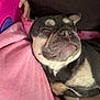 dog, french_bulldog, sleeping, blanket, pink, hand, cozy, resting, closeup, pet, fur, cute, domestic_animal, companion, snout, relaxed, indoors, couch, soft, nap