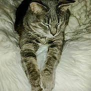 Chamallow a rejoint le concours — aidez-le/la à gagner de superbes lots ! cat, tabby_cat, sleeping, sleepy, stretching, pet, animal, feline, whiskers, ears, paws, striped_fur, bed, blanket, fluffy, indoors, portrait, vertical_photo, relaxed, home