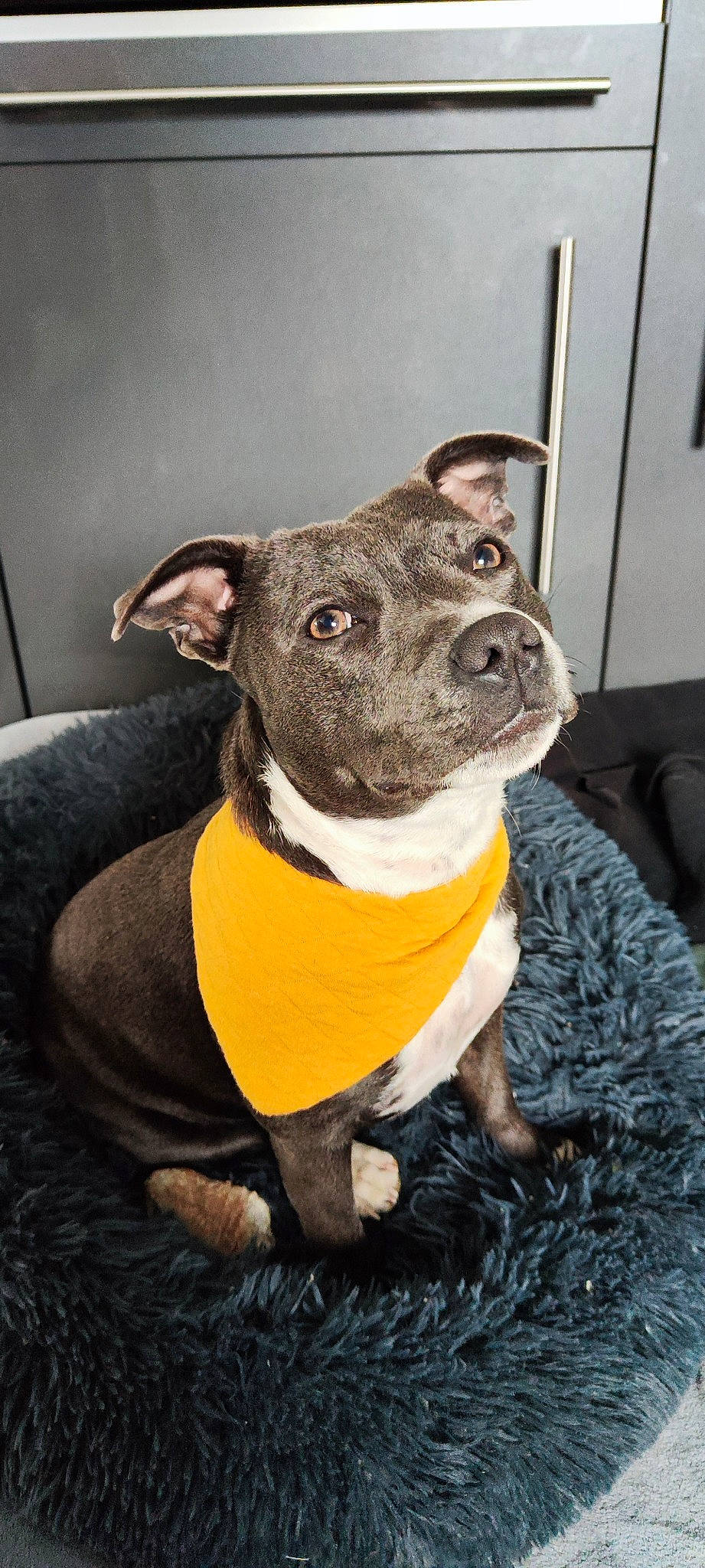 Uxy a rejoint le concours — aidez-le/la à gagner de superbes lots ! bull_and_terrier, canidae, carnivore, collar, companion_dog, dog, dog_breed, dog_collar, fawn, fur, non_sporting_group, snout, sporting_group, terrestrial_animal, whiskers, working_animal