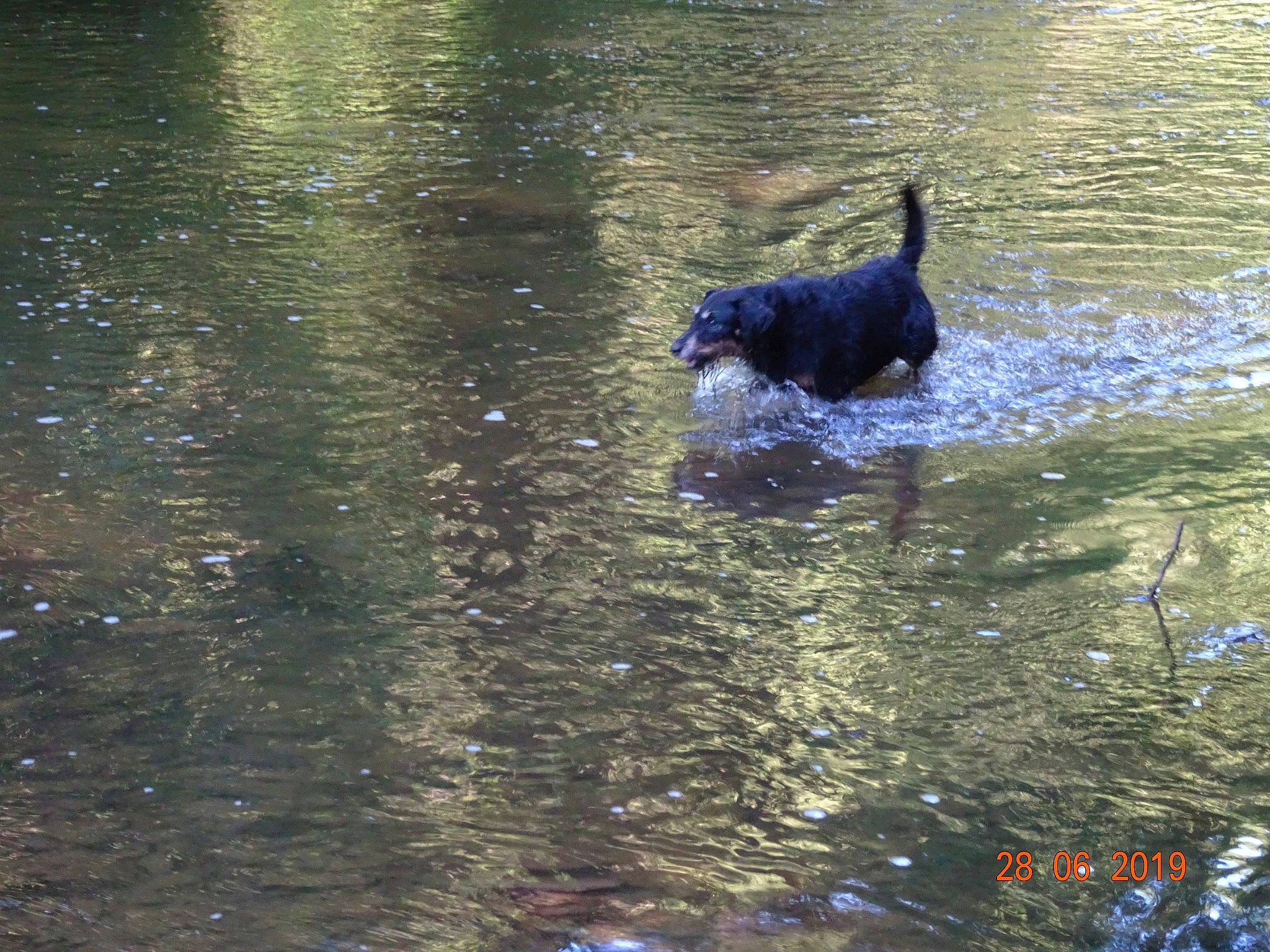 Toupie a rejoint le concours — aidez-le/la à gagner de superbes lots ! canidae, carnivore, dog, dog_breed, flat_coated_retriever, guard_dog, sporting_group, water, water_resources, watercourse