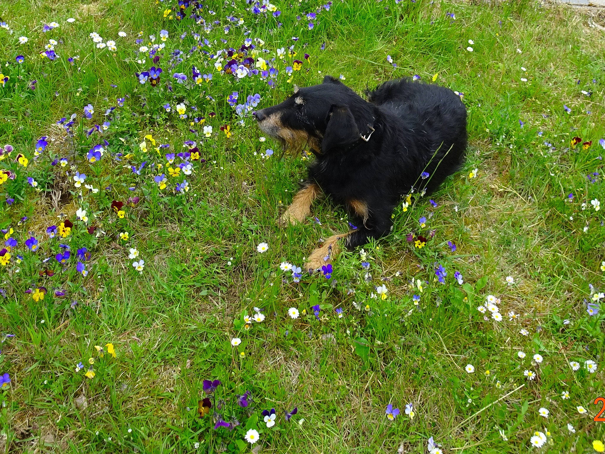 Toupie participe au concours pour gagner de l'argent avec cette photo : canidae, carnivore, dog, dog_breed, flower, grass, meadow, plant, sporting_group, wildflower