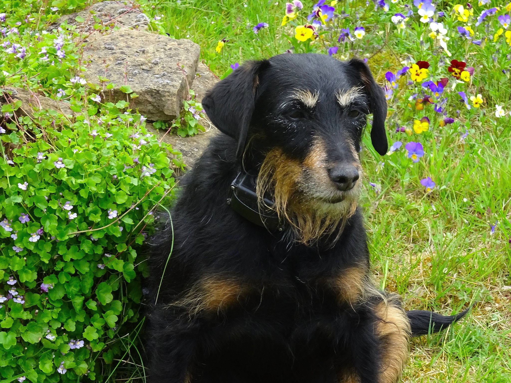 Toupie a rejoint le concours — aidez-le/la à gagner de superbes lots ! beauceron, black_and_tan_terrier, canidae, carnivore, companion_dog, dog, dog_breed, gladiolus, huntaway, hunting_dog, jagdterrier, mammal, plant, sporting_group, terrier, vertebrate