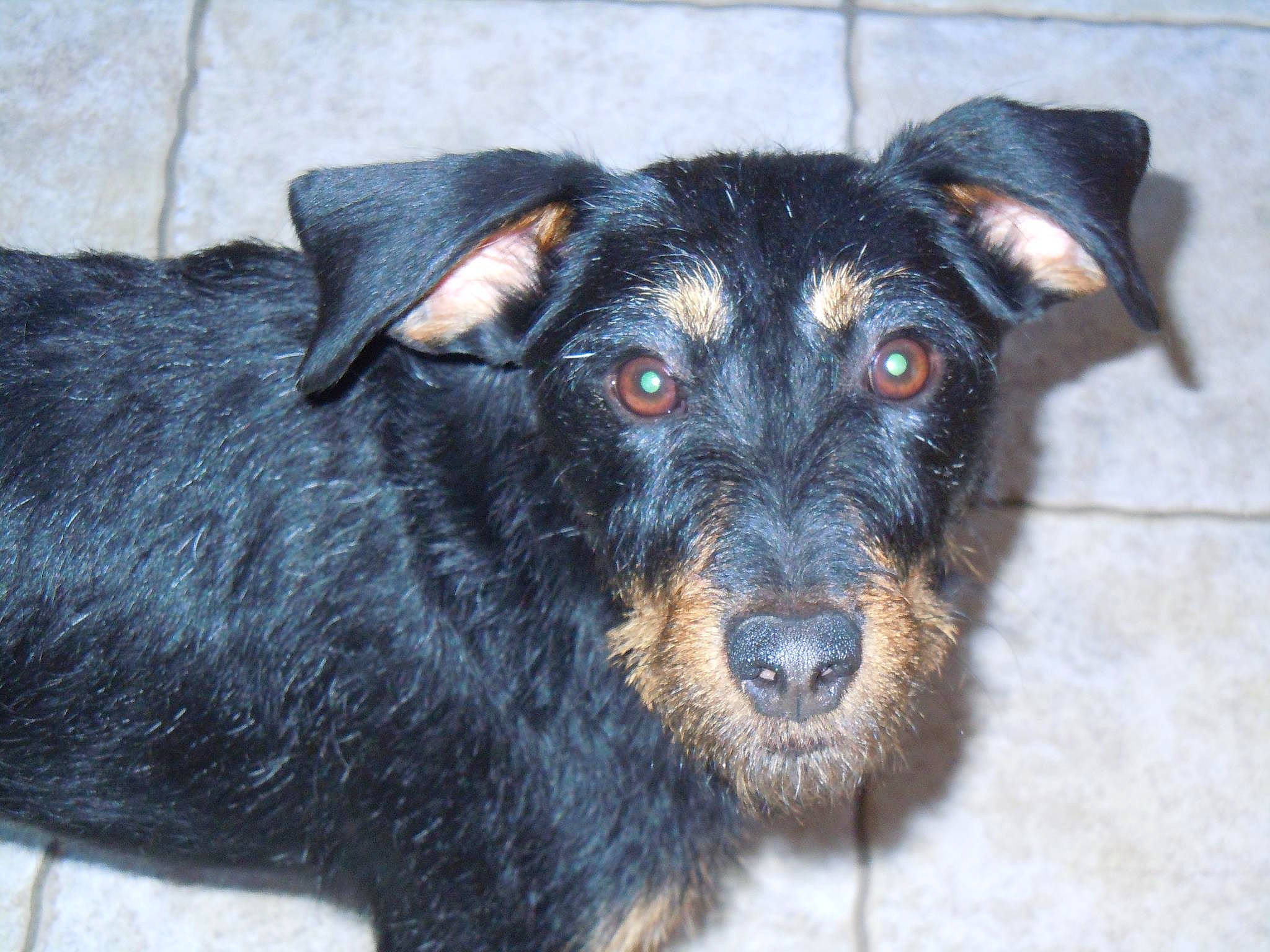 Toupie a rejoint le concours — aidez-le/la à gagner de superbes lots ! beauceron, black_and_tan_terrier, canidae, carnivore, companion_dog, dog, dog_breed, huntaway, jagdterrier, mammal, patterdale_terrier, rare_breed_dog, snout, sporting_group, terrier, vertebrate