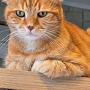 Petzi a rejoint le concours — aidez-le/la à gagner de superbes lots ! animal, cat, close_up, cute, domestic_animal, ears, eyes, face, feline, fur, indoor, mammal, orange_tabby, paws, pet, portrait, resting, tabby, whiskers, wood