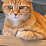 animal, cat, close_up, cute, domestic_animal, ears, eyes, face, feline, fur, indoor, mammal, orange_tabby, paws, pet, portrait, resting, tabby, whiskers, wood