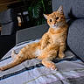 Petzi participe au concours pour gagner de l'argent avec cette photo : animal, bedspread, cat, couch, cute, domestic, ears, expression, fur, furniture, indoor, lounging, orange_tabby, paw, pet, plant, relaxed, sofa, striped, whiskers