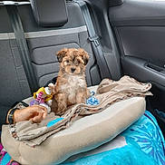 Cooky a rejoint le concours — aidez-le/la à gagner de superbes lots ! puppy, dog, car_interior, backseat, blanket, toy, pet_bed, human_hand, seatbelt, window, door, furry, cute, small_dog, animal, companion, cozy, indoor, resting, transportation