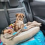 puppy, dog, car_interior, backseat, blanket, toy, pet_bed, human_hand, seatbelt, window, door, furry, cute, small_dog, animal, companion, cozy, indoor, resting, transportation