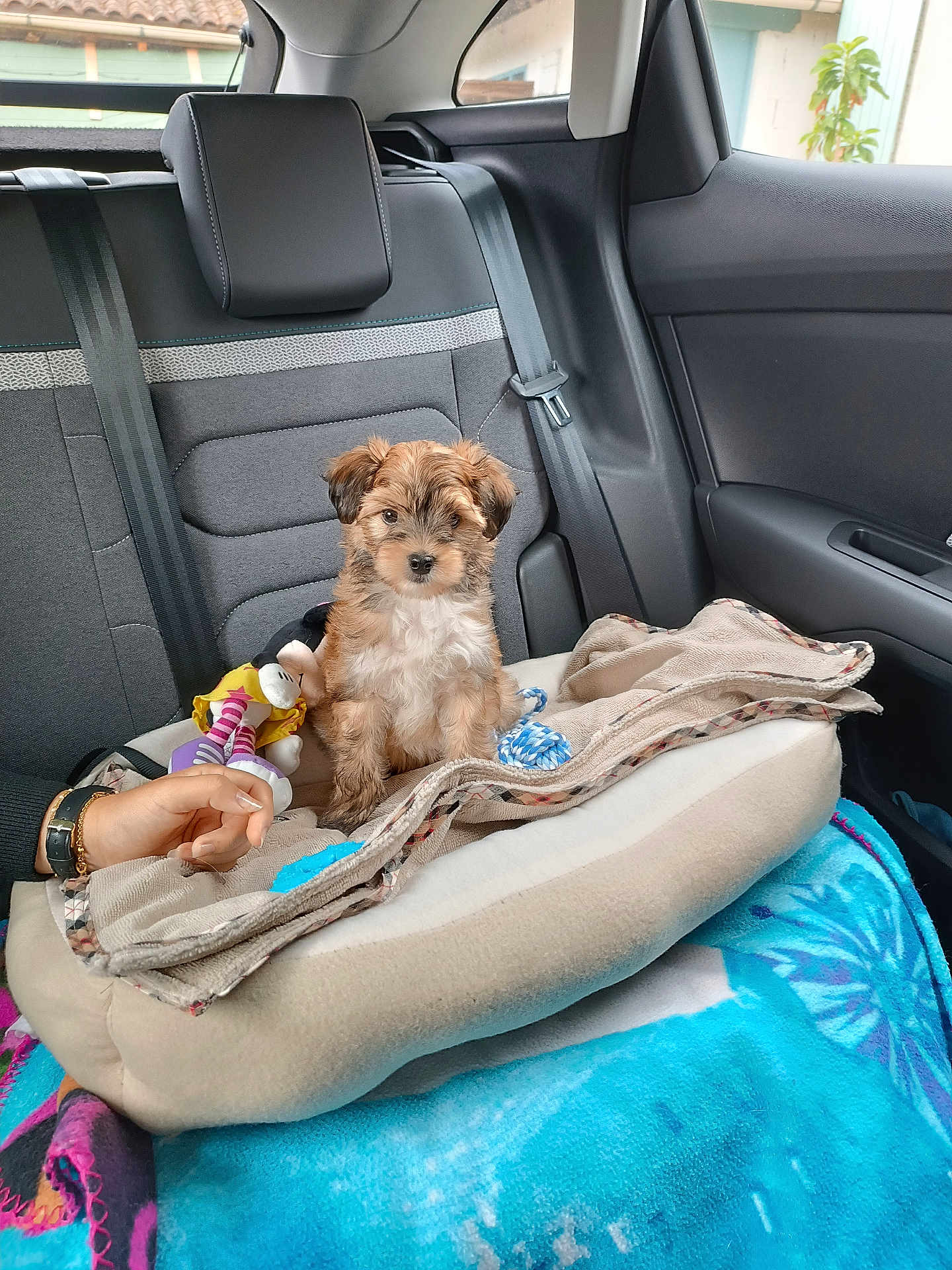 Cooky a rejoint le concours — aidez-le/la à gagner de superbes lots ! puppy, dog, car_interior, backseat, blanket, toy, pet_bed, human_hand, seatbelt, window, door, furry, cute, small_dog, animal, companion, cozy, indoor, resting, transportation