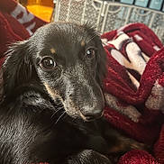 Millie joined the competition — help win amazing prizes! dog, puppy, black_dog, close_up, blanket, red_blanket, indoor, pet, fur, cute, animal, relaxed, resting, snug, cozy, looking, portrait, soft_texture, domestic_animal, companion