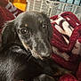 dog, puppy, black_dog, close_up, blanket, red_blanket, indoor, pet, fur, cute, animal, relaxed, resting, snug, cozy, looking, portrait, soft_texture, domestic_animal, companion
