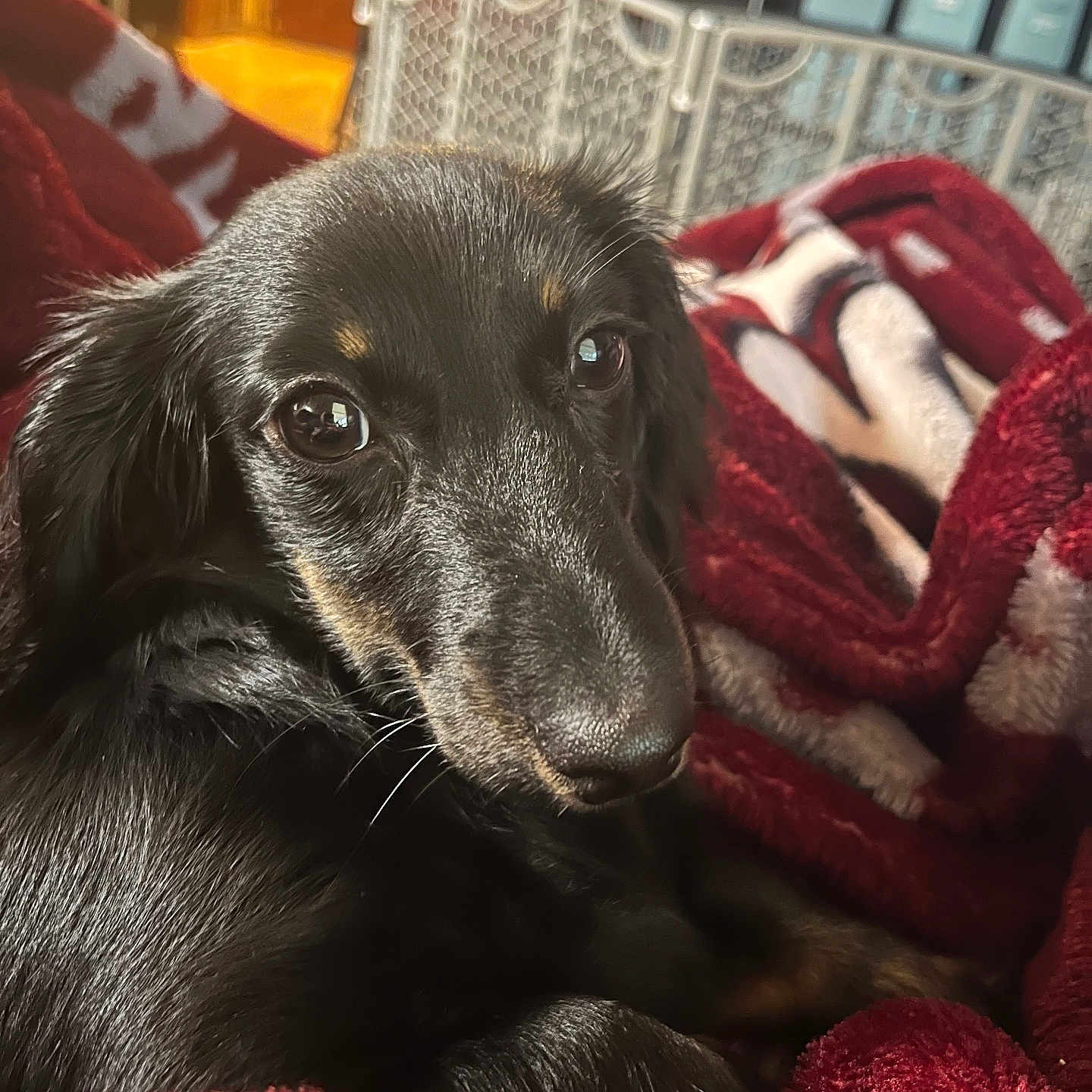 Millie joined the competition — help win amazing prizes! animal, black_dog, blanket, close_up, companion, cozy, cute, dog, domestic_animal, fur, indoor, looking, pet, portrait, puppy, red_blanket, relaxed, resting, snug, soft_texture