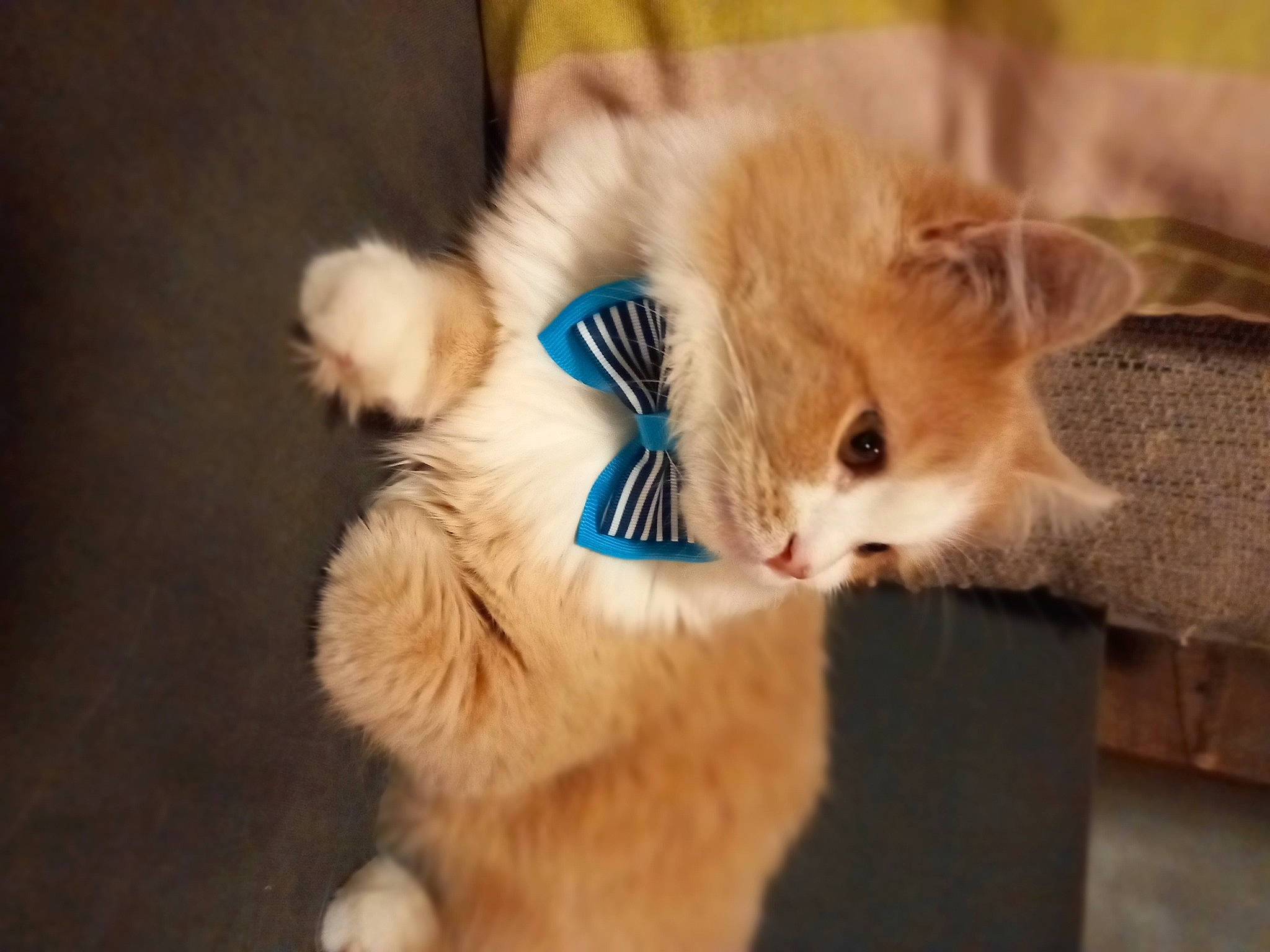 Nougat a rejoint le concours — aidez-le/la à gagner de superbes lots ! canidae, carnivore, cat, claw, comfort, companion_dog, dog_breed, domestic_short_haired_cat, electric_blue, fawn, felidae, flooring, fur, paw, photo_caption, small_to_medium_sized_cats, snout, sporting_group, tail, whiskers
