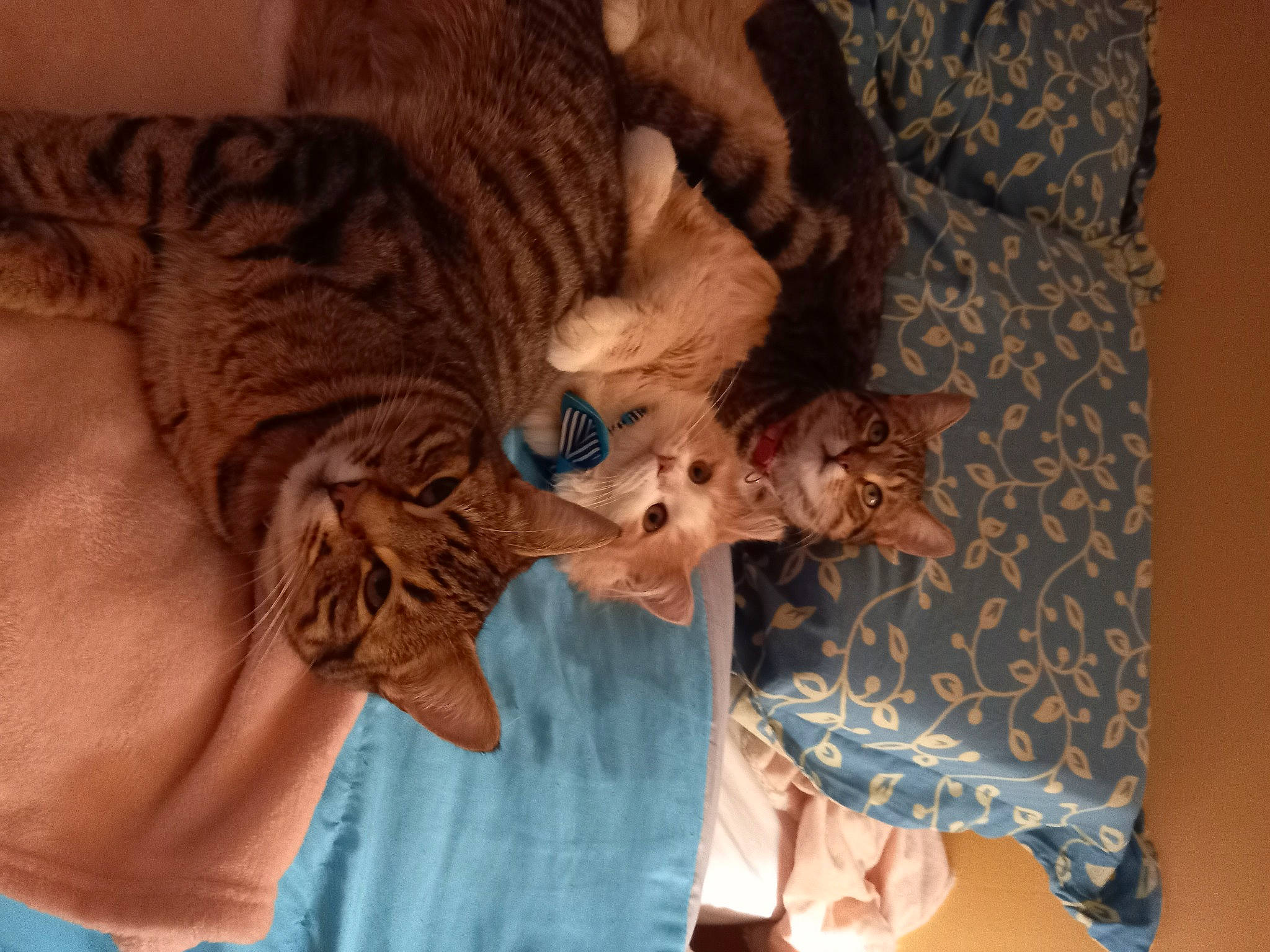 Nougat a rejoint le concours — aidez-le/la à gagner de superbes lots ! bengal_tiger, big_cats, carnivore, cat, claw, comfort, couch, domestic_short_haired_cat, ear, fawn, felidae, fur, gesture, nap, room, small_to_medium_sized_cats, tail, tree, whiskers, wood