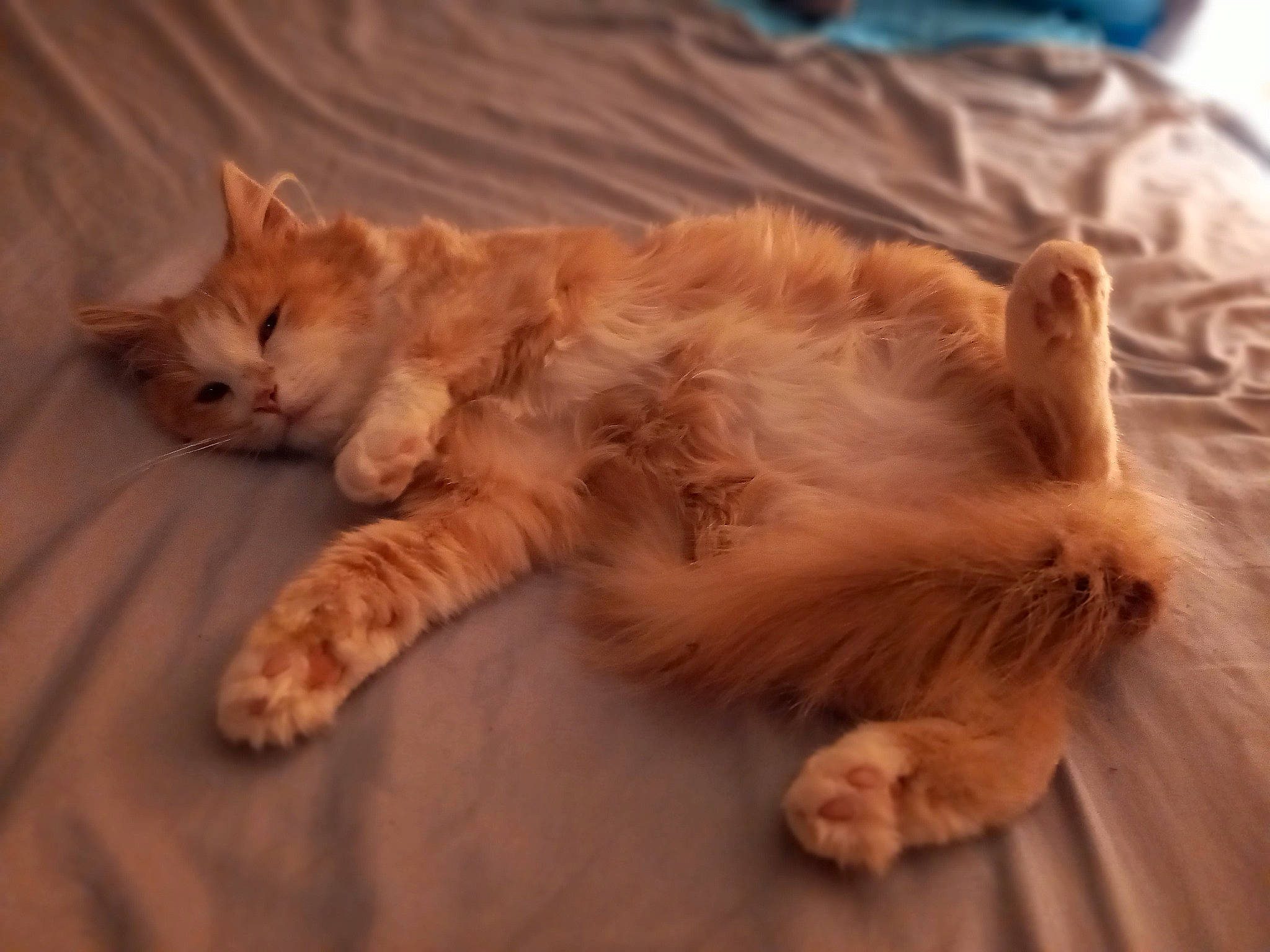 Nougat a rejoint le concours — aidez-le/la à gagner de superbes lots ! carnivore, cat, claw, comfort, companion_dog, dog_breed, domestic_short_haired_cat, ear, fawn, felidae, flooring, fur, hair, hardwood, paw, small_to_medium_sized_cats, snout, tail, whiskers, wood