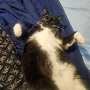 Bootsie joined the competition — help win amazing prizes! cat, black_and_white, lying_down, bed, blanket, paws, fur, pet, indoor, cozy, resting, animal, whiskers, sleepy, cute, feline, soft, relaxed, comfort, home